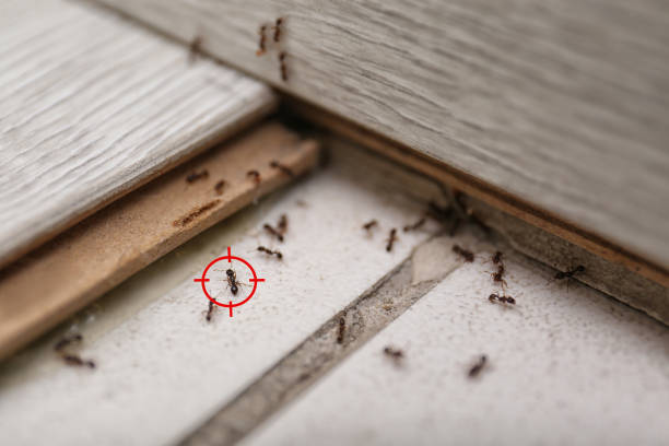 Best Wasp Removal Services  in Laureles, TX