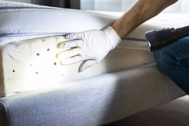 Best Rat Extermination Near Me  in Laureles, TX