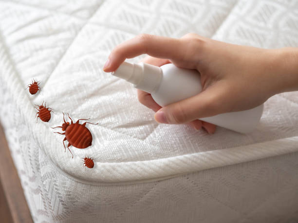Best Termite Control Services  in Laureles, TX