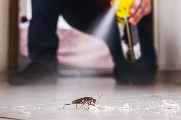 Best Flea Control Services  in Laureles, TX